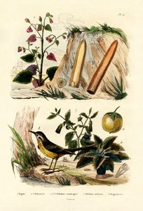 بيجونيا ، 1833-1839 بواسطة المدرسة الفرنسية